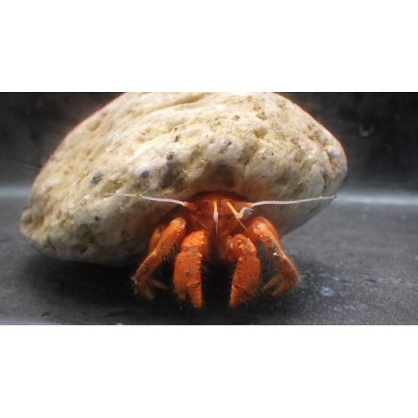ツノガイヤドカリ科） ウキボリヤドカリ Cancellocheles sculptipes 1