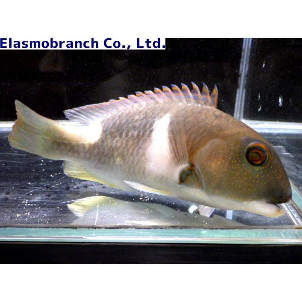 ベラ科 クサビベラ Choerodon Anchorago 13 14cm １匹 Buyee Buyee 日本の通販商品 オークションの代理入札 代理購入