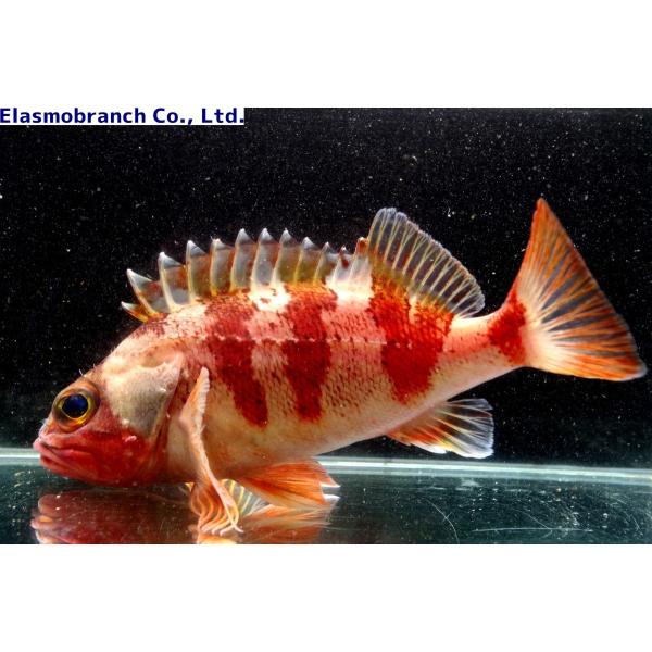 メバル科 ユメカサゴ Helicolenus Hilgendorfi 10 15cm １匹 Yumekasago アクアハウス魚の道 通販 Yahoo ショッピング