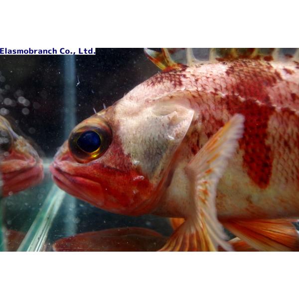 メバル科 ユメカサゴ Helicolenus Hilgendorfi 10 15cm １匹 Buyee Buyee Japanese Proxy Service Buy From Japan Bot Online