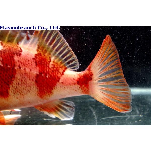 メバル科 ユメカサゴ Helicolenus Hilgendorfi 10 15cm １匹 Buyee Buyee Japanese Proxy Service Buy From Japan Bot Online