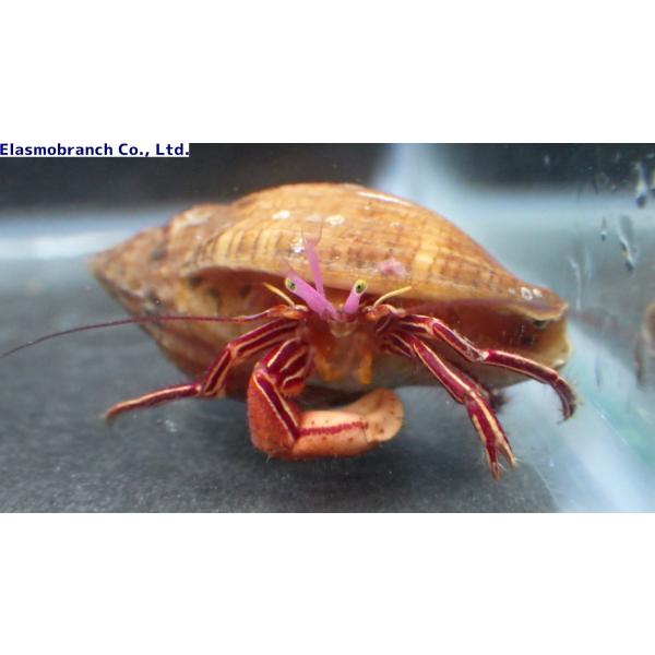 ホンヤドカリ科 ゼブラホンヤドカリ ゼブラヤドカリ Pylopaguropsis Zebra 1 2cm １匹 Zeburahon アクアハウス魚の道 通販 Yahoo ショッピング
