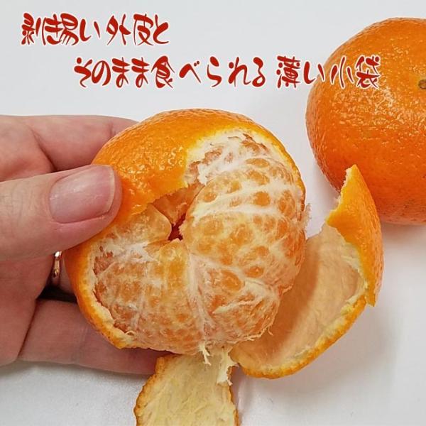 オアオレンジ 約５kg 35 40玉 イスラエル産 濃厚味の柑橘類 Buyee Buyee Japan Shopping Service Buy From Yahoo Buy From Japan Bot Online