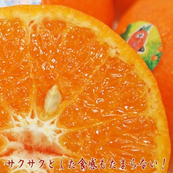 オアオレンジ 約５kg 35 40玉 イスラエル産 濃厚味の柑橘類 Buyee Buyee Japan Shopping Service Buy From Yahoo Buy From Japan Bot Online