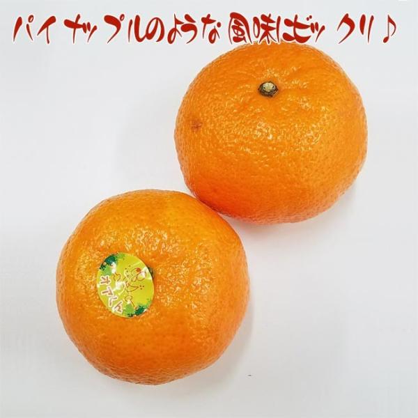 オアオレンジ 約５kg 35 40玉 イスラエル産 濃厚味の柑橘類 Buyee Buyee Japan Shopping Service Buy From Yahoo Buy From Japan Bot Online