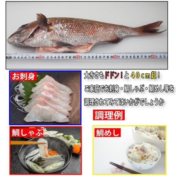真鯛 上身 皮なし 1尾分 1尾あたり約1 6kg 養殖真鯛 お作り お祝い ギフト お食い初め たい スキンレス 業務用 魚真 Www Arilab Com Tr Index Php