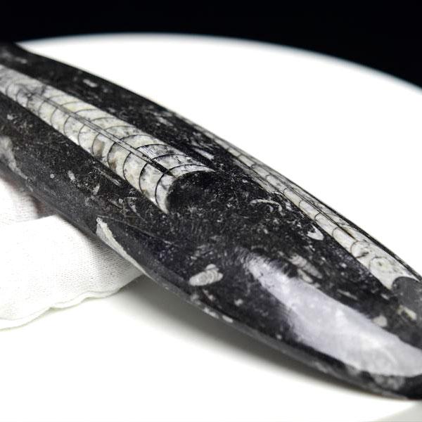 オルソセラス 直角貝 化石（約192.9g）モロッコ産 Orthoceras