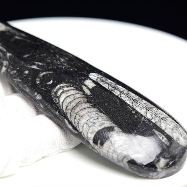 オルソセラス 直角貝 化石（約173g）モロッコ産 Orthoceras