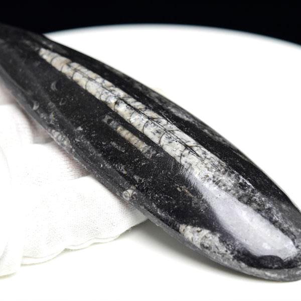 オルソセラス 直角貝 化石（約146.7g）モロッコ産 Orthoceras