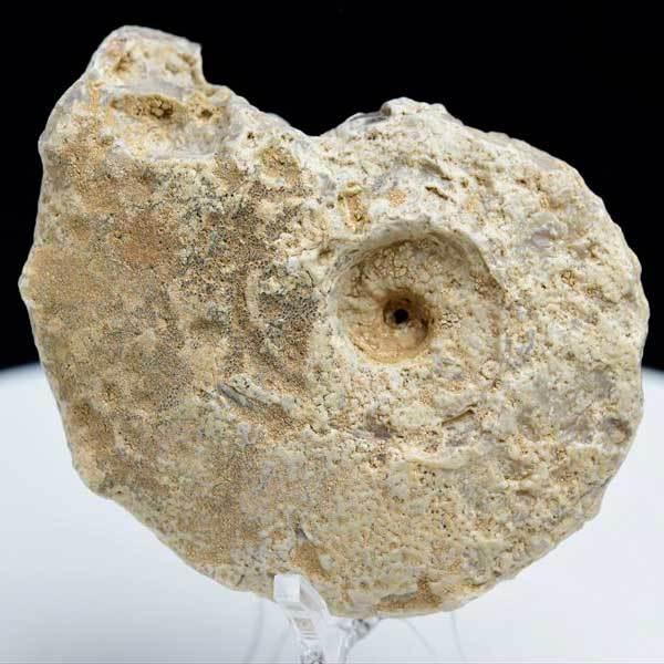 アンモナイト 化石 (約94.3g) 原石 方解石化 モロッコ産 ammonite