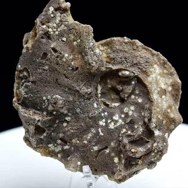 アンモナイト 化石 (約197.8g) 原石 方解石化 モロッコ産 ammonite