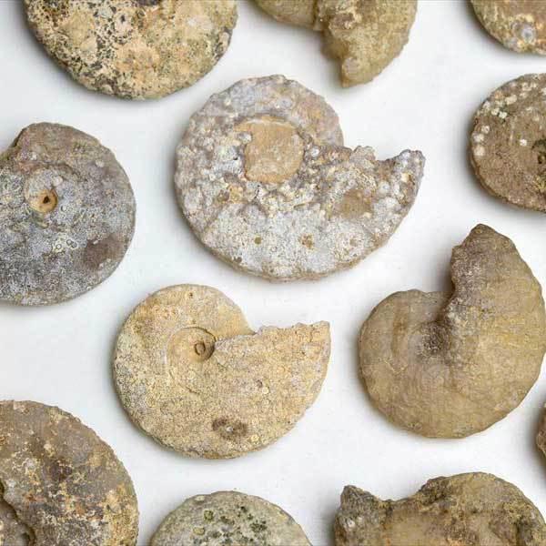 アンモナイト 化石 種類お任せ (約13g~約18g) 原石 方解石化 モロッコ