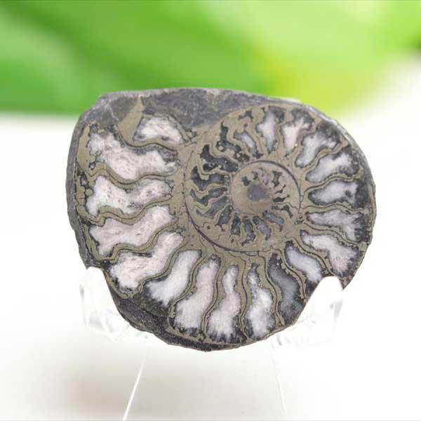 アンモナイト 化石 スライス 銅化 黄鉄鉱化 (約14g) モロッコ産