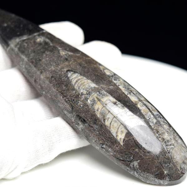 オルソセラス 直角貝 化石（約151.4g）モロッコ産 Orthoceras 