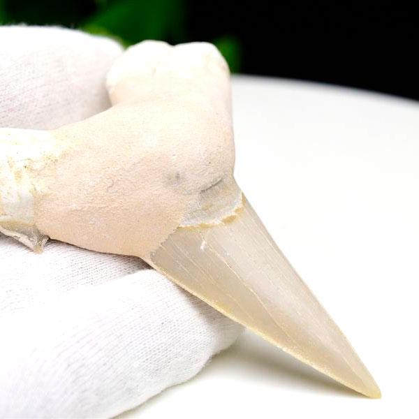 サメの歯 化石 (約42g) 原石 Otodus obliquus tooth オトドゥス