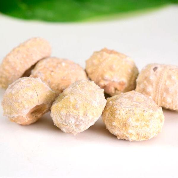 【石の名前】モロッコ産ウニの化石シダリス化石 原石【サイズ等】重さ：約5g〜約8g前後大きさ：約10mm〜約15mm前後厚み：約7mm〜約10mm前後※各サイズ・重さには個体差があります。ご指定はお受けできません。【天然石の意味】種類：シダ...