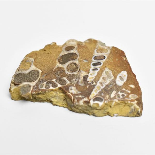 ツリテラアゲート2.3キロ化石瑪瑙アゲート鑑賞石石置物オブジェ ツ