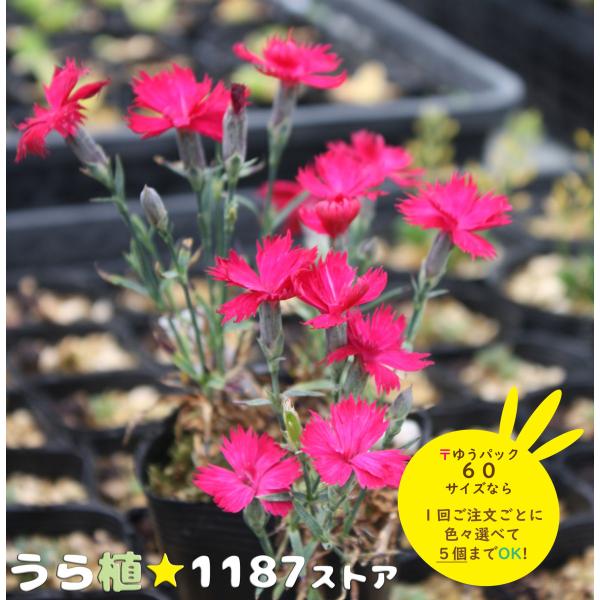 山野草・宿根草】秩父乙女撫子（チチブ・オトメ/ナデシコ） : うら植