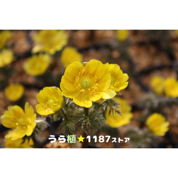 山野草・球根・宿根草 福寿草（フクジュソウ）良芽2球入り ポリポット