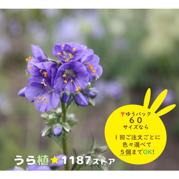 山野草・宿根草】日高花忍（ヒダカ・ハナシノブ) : うら植1187ストア