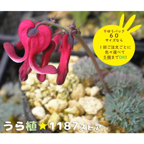 高山植物・山野草・コマクサ】緋炎駒草（ヒエン・コマクサ） : うら植