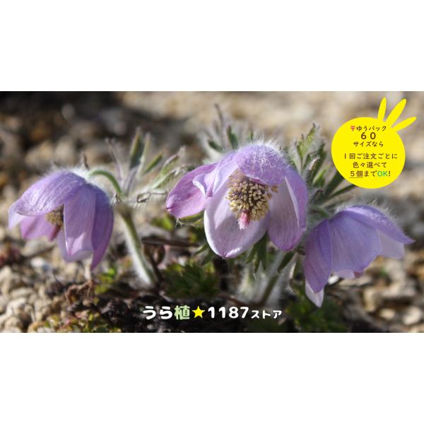 山野草・宿根草 樫保翁草（カシポ・オキナグサ） : うら植1187ストア