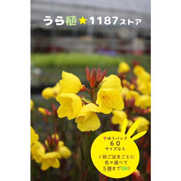 山野草・宿根草】四季咲き月見草（ツキミソウ） : うら植1187ストア