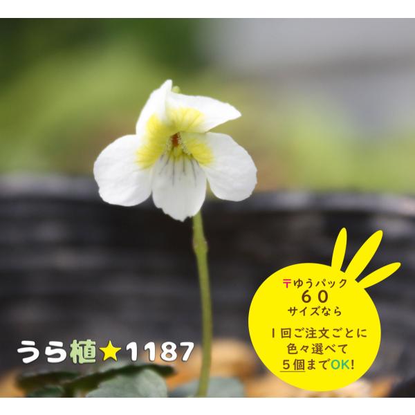 ［確認用］すみれ　山野草 hq720.jpg?sqp=-