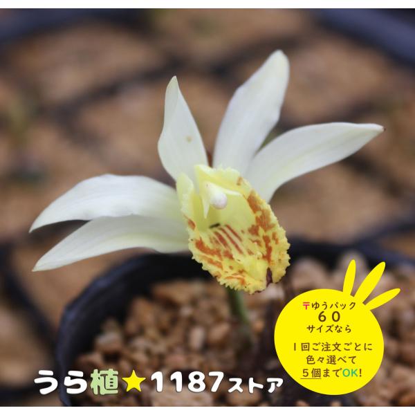 山野草・球根・宿根草】白花・大輪朱鷺（シロバナ・タイリントキソウ