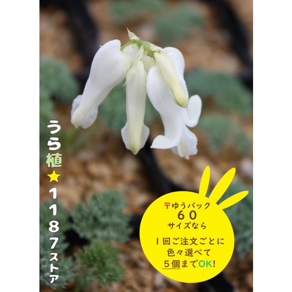 山野草 白花ヨウラクツツジ 大苗 白花ヨウラクツツジ - 山野草・高山