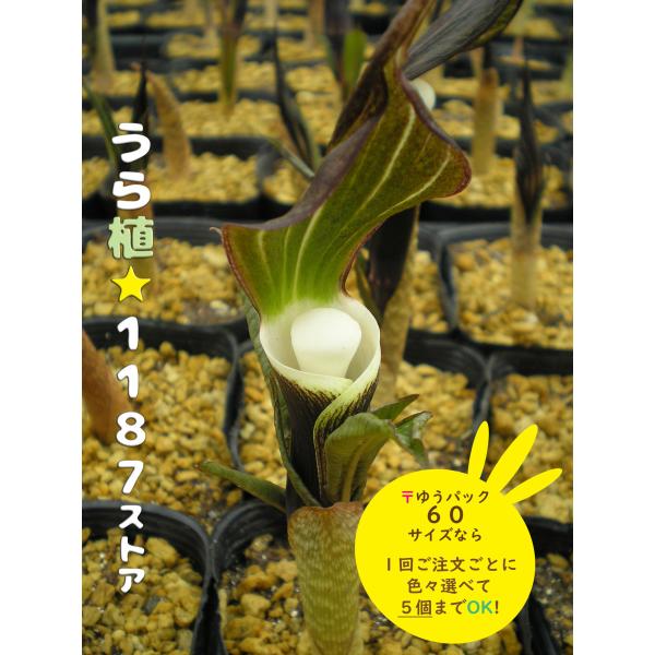 ルークさま専用 ユキモチソウ②③④雪餠草 山野草 斑入り15株根付き urasyoku1187-store_yukimochisou