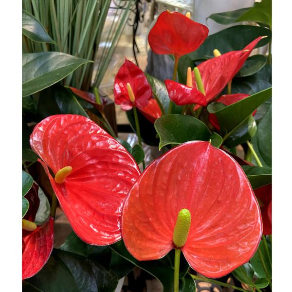 定番人気 アロイド アンスリウム シエラ マジック 学名 Anthurium Andraeanum Sierra Magic 大決算売り尽くし