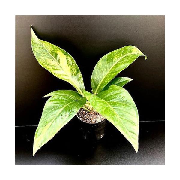 アンスリウム フーケリー バリエガータ 斑入り Anthurium Hookeri Variegat Ki Anthurium 063 Urban Jungle アーバンジャングル 通販 Yahoo ショッピング