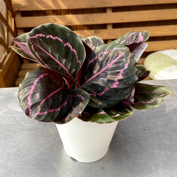 Cdjapan カラテア ロゼオピクタ ドッティ Calathea Roseopicta Dottie Maranta Roseopicta Dottie 4号鉢 Proxy Shopping Service Yahoo Shopping