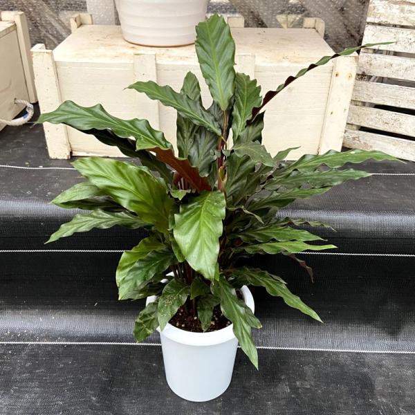 カラテア ルフィバルバ Calathea Rufibarba 5号鉢 Ki Calathea 014 Urban Jungle アーバンジャングル 通販 Yahoo ショッピング