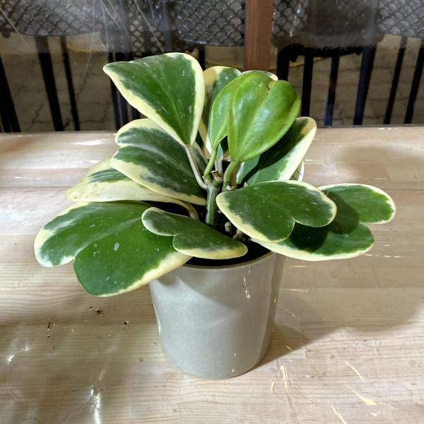 観葉植物 ホヤ カーリー シャムサクララン 斑入り 3 5 4号 Ki Hoya 004 Urban Jungle アーバンジャングル 通販 Yahoo ショッピング