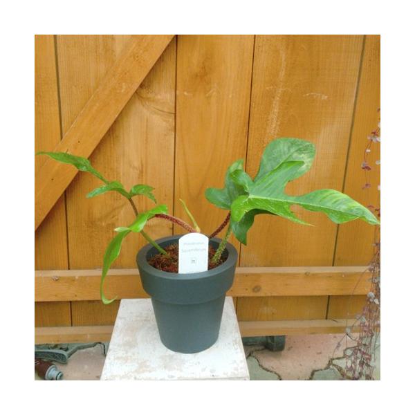 フィロデンドロン スクアミフェルム Philodendron Squamiferum 5号鉢 Buyee Buyee 日本の通販商品 オークションの代理入札 代理購入
