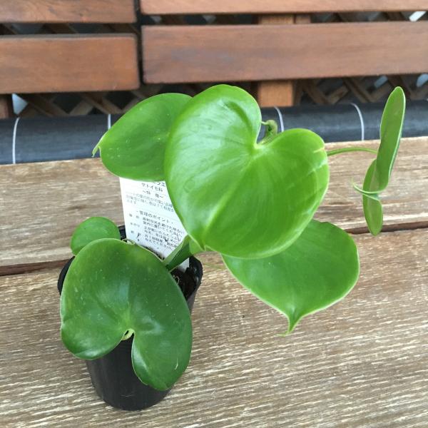 フィロデンドロン グラジエラエ Philodendron Grazielae 2 5号 Ki Philodendron 037 Urban Jungle アーバンジャングル 通販 Yahoo ショッピング