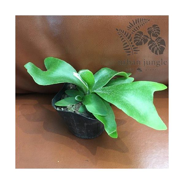 ビカクシダ コウモリラン プラティケリウム ビフルカツム ネザーランド Platycerium Bifurcatum Netherlands 9cmポット Ki Platycerium 006 Urban Jungle アーバンジャングル 通販 Yahoo ショッピング