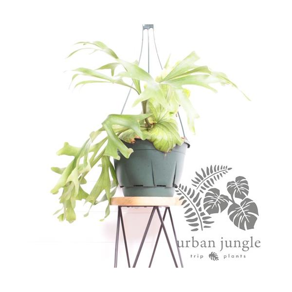 【ビカクシダ、コウモリラン】プラティケリウム・マウントキッチャクード Platycerium 