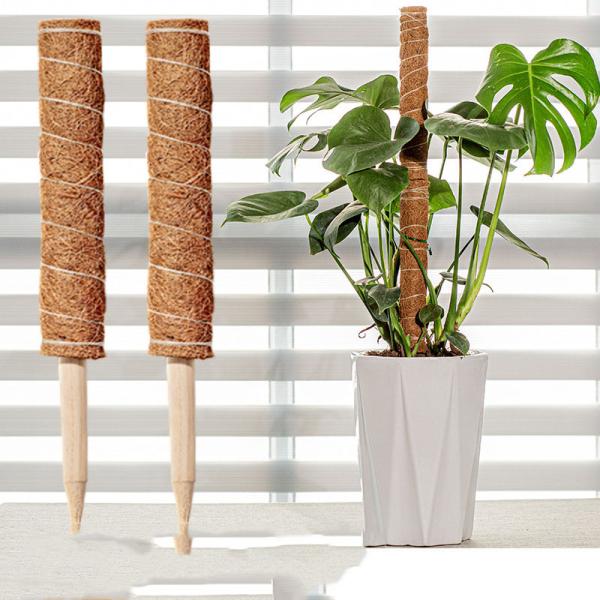 モンステラ・ポトス k 楽天市場】支柱 プラ支柱 太目 20〜25cm モンステラ