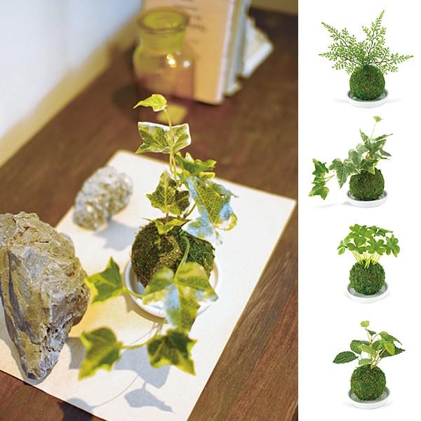 苔盆栽 コケ 苔玉 人工 観葉植物 インテリア リアル 消臭 抗菌 ミニ 和風 うさぎ屋 株式会社一兎 通販 Paypayモール