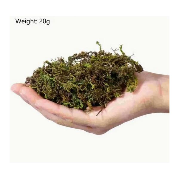 乾燥状態での発送となります水に浸すと増量します