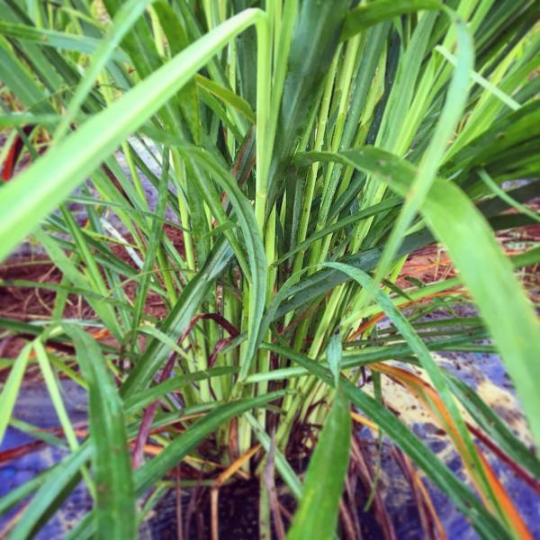 期間 数量限定 うさぎのおやつ 生ハーブ レモングラス 配送11 4 Buyee Buyee Japanese Proxy Service Buy From Japan Bot Online