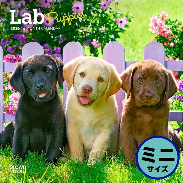 ブラウントラウト 2026年 子犬のラブラドール・レトリバー 壁掛けミニ