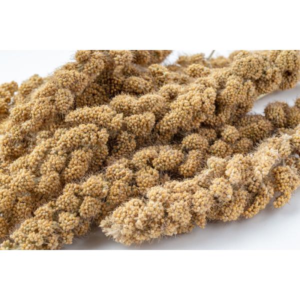 usausarabbitry_4972228224307_1