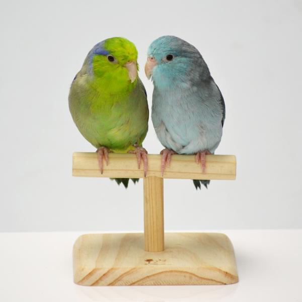 usausarabbitry_4976285113109_2