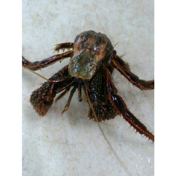 釣り餌 活きヤドカリ 並サイズ 個 Buyee Buyee Japanese Proxy Service Buy From Japan Bot Online