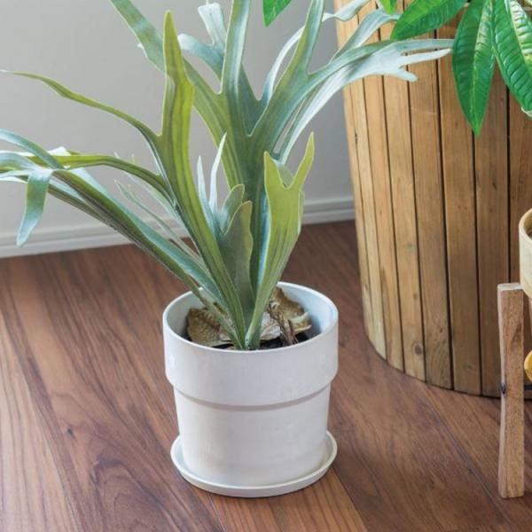 tFCNO[ lHϗtA RE CeA  ϗtA fR[V ΂̂炵  fBXvC