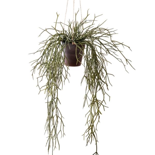 tFCNO[ lHϗtA vTX CeA  ϗtA fR[V ͗lւ ΂̂炵  k